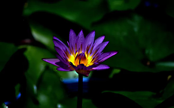 macro flower nature water lily HD Desktop Wallpaper | Background Image