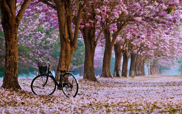 Vehicles Bicycle Spring Tree Flower Nature Park HD Wallpaper | Background Image