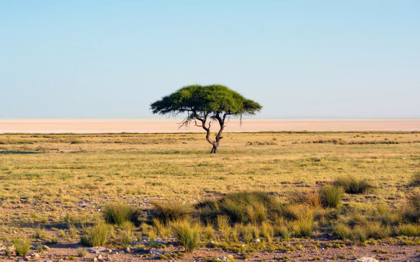 A solitary tree stands in the vast savannah landscape, showcasing the beauty of nature. This tranquil scene serves as a stunning 4K Ultra HD desktop wallpaper.