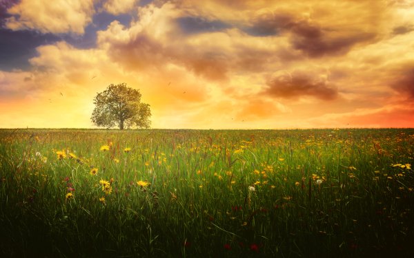 Earth Tree Trees Nature Spring Meadow Flower Cloud Evening Landscape Lonely Tree HD Wallpaper | Background Image