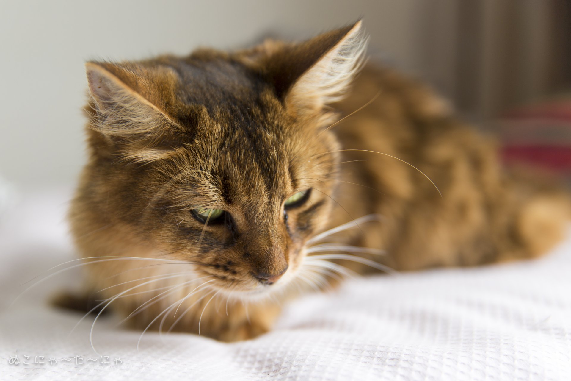 A close-up, macro shot of a cat with soft bokeh in the background, showcasing its delicate fur and features. This 4K Ultra HD image makes a striking desktop wallpaper.