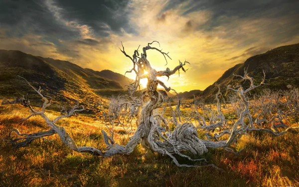 Sunrise over a rugged Patagonian hill in Chile, featuring a dead tree illuminated by warm sunlight in a natural HD landscape.