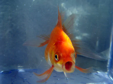 A vibrant goldfish with orange and white colors swims gracefully against a blue background, creating an engaging HD desktop wallpaper and background featuring this captivating animal.
