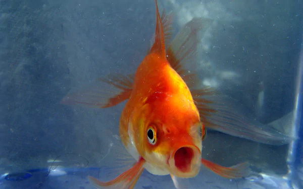 A vibrant goldfish with orange and white colors swims gracefully against a blue background, creating an engaging HD desktop wallpaper and background featuring this captivating animal.