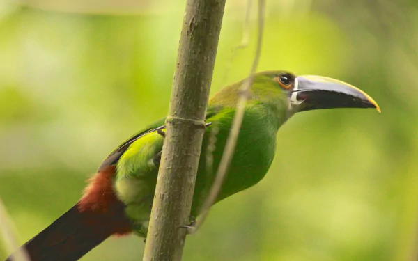 bird toucan Animal Emerald Toucanet HD Desktop Wallpaper | Background Image