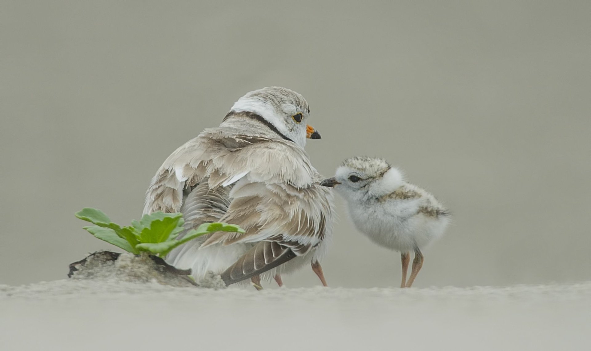Download Bird Piping Plover Animal Plover HD Wallpaper