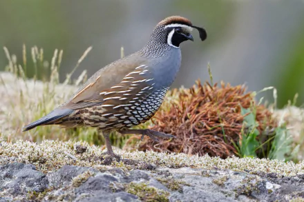  California Quail