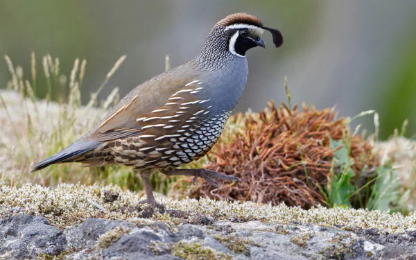  California Quail