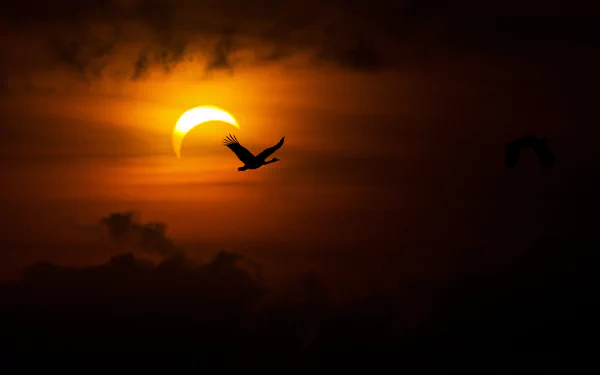 A stunning view of a solar eclipse, featuring a silhouetted bird soaring against a vibrant sky. The scene is framed by dark clouds and a glowing sun, capturing the beauty of nature.