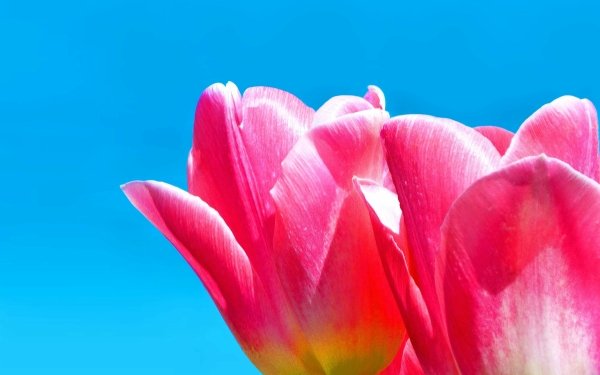 Earth Tulip Flowers Colorful Petal Blue Spring Flower Pink Flower HD Wallpaper | Background Image