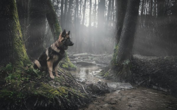 Animales Pastor alemán Perros Perro Chorro Bosque Rayo de sol Fondo de pantalla HD | Fondo de Escritorio