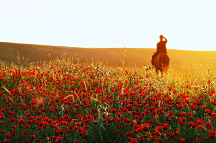 4K Ultra HD PC desktop wallpaper: scenic spring landscape of a horse and rider silhouetted at sunset over a field of red flowers and rolling earth.