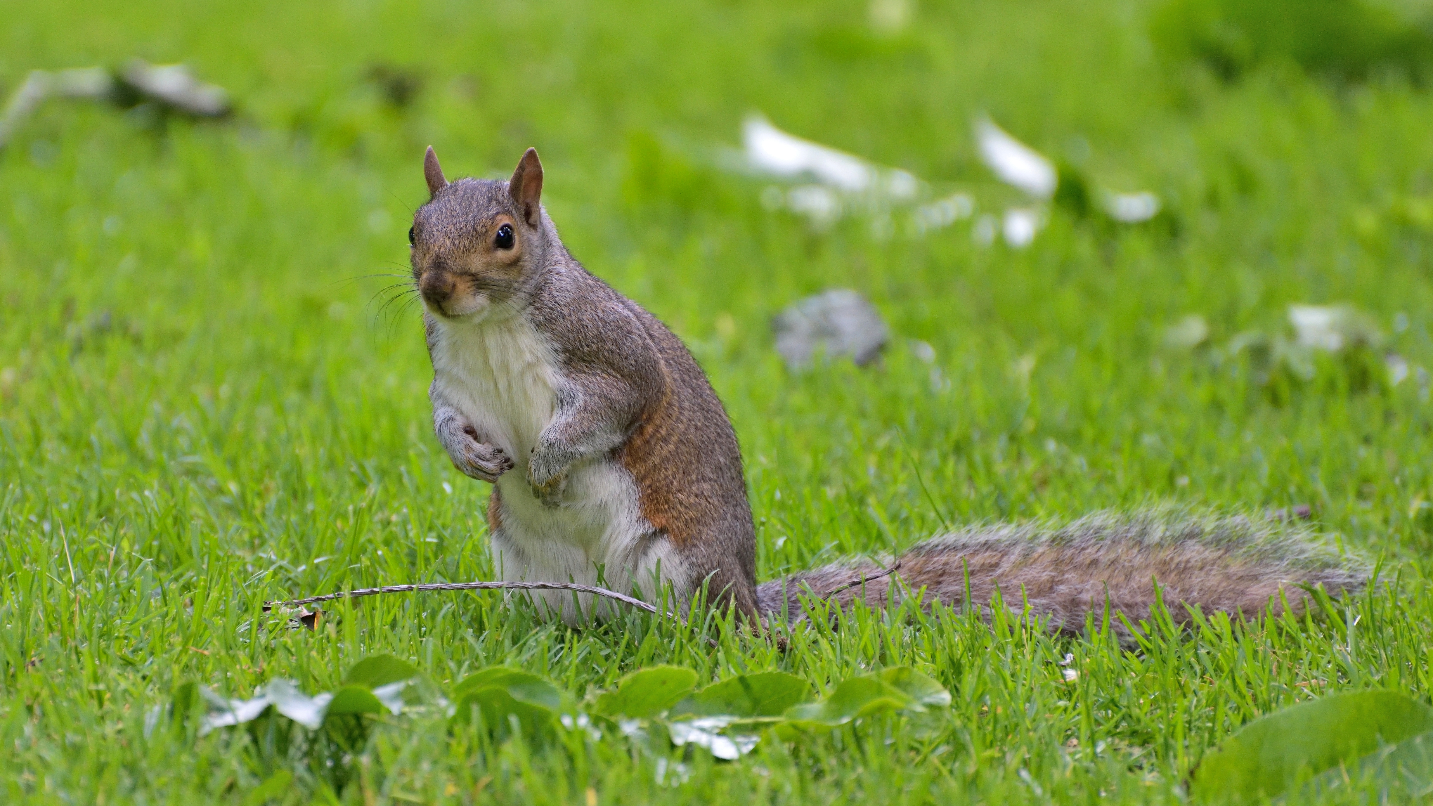 Download Macro Leaf Grass Tail Animal Squirrel 4k Ultra HD Wallpaper