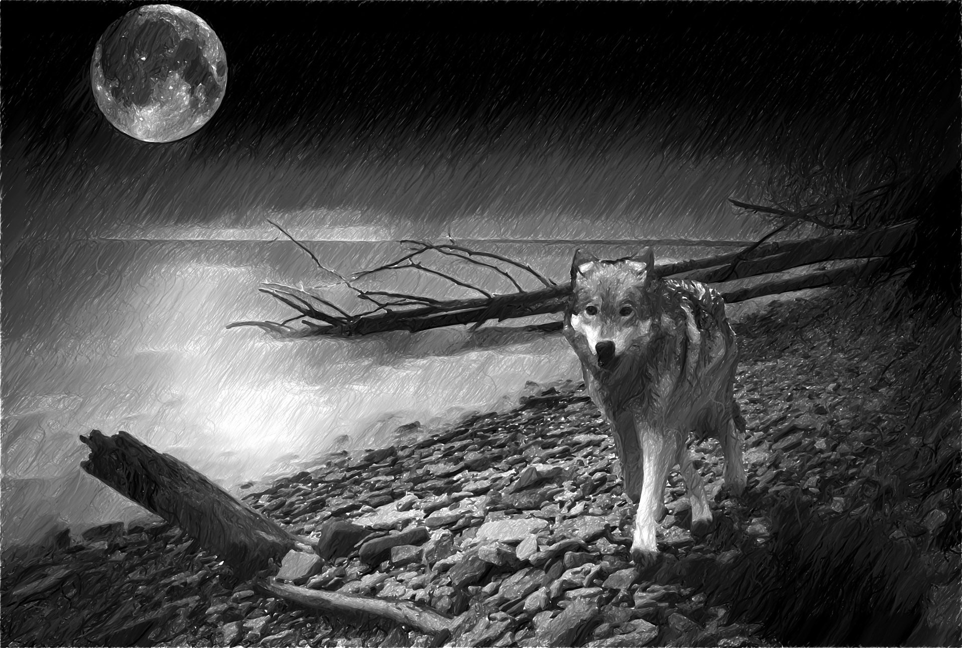 Midnight Wolf: HD Animal Wallpaper Under the Full Moon