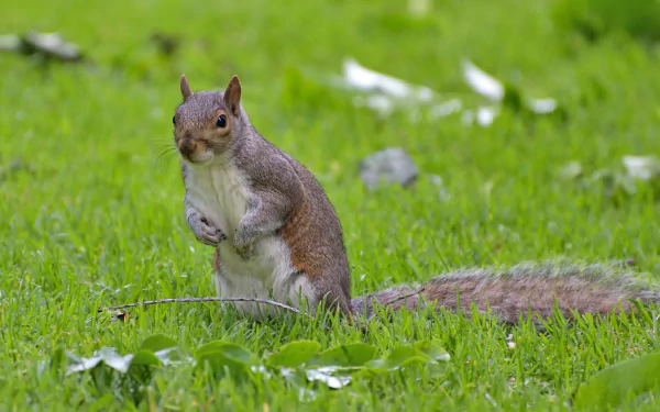 macro leaf grass tail Animal squirrel HD Desktop Wallpaper | Background Image