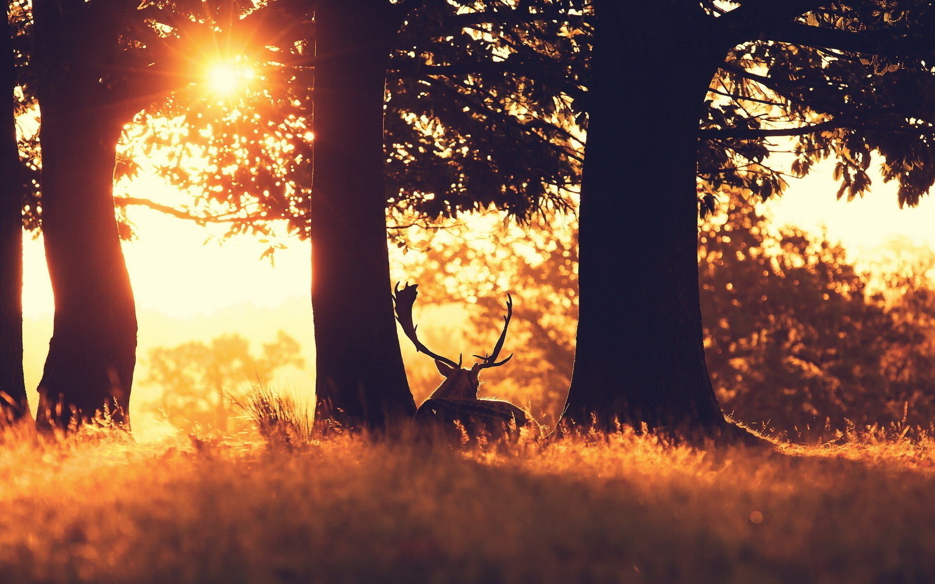 A serene scene featuring a deer illuminated by sunbeams, surrounded by tall trees and golden grass, creating a tranquil and atmospheric HD desktop wallpaper.