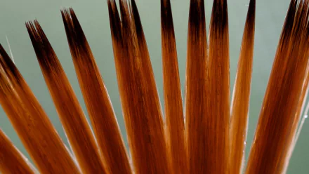 man made brush HD Desktop Wallpaper | Background Image