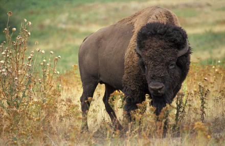 HD PC desktop wallpaper featuring a close-up of a majestic American bison standing in a grassy field with wildflowers.