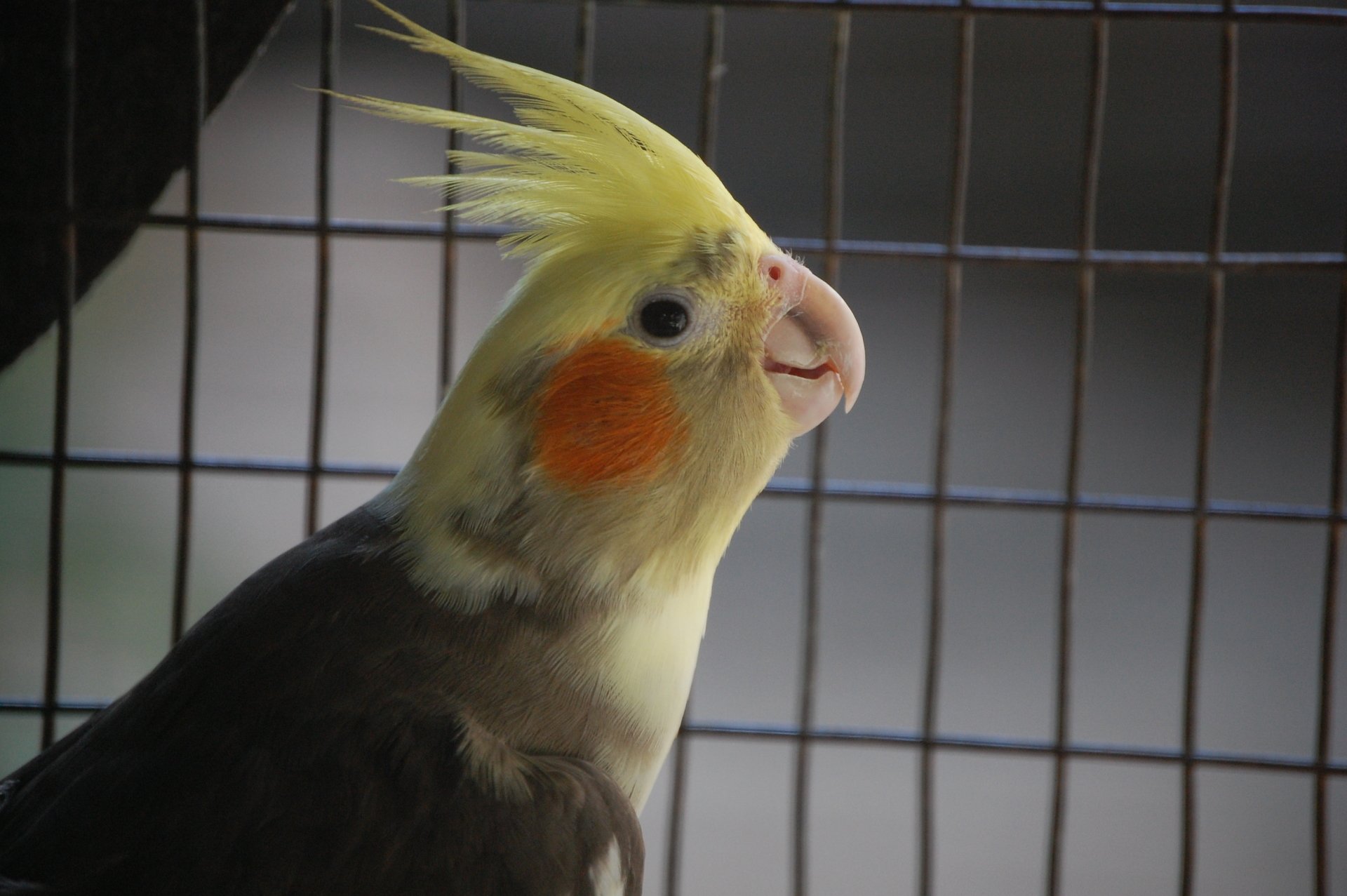 Download Animal Cockatiel HD Wallpaper