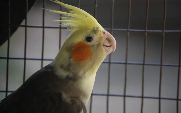  Cockatiel