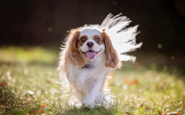 HD desktop wallpaper featuring a joyful Cavalier King Charles Spaniel running on grass with sunlight highlighting its flowing fur.