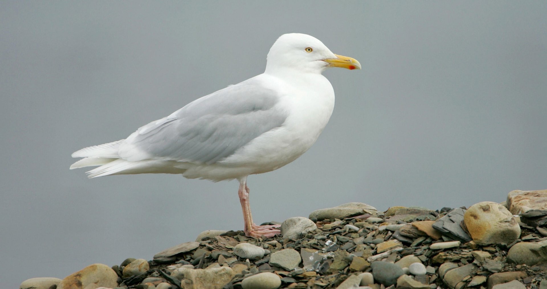 Glaucous Gull HD Wallpaper | Background Image | 3600x1900
