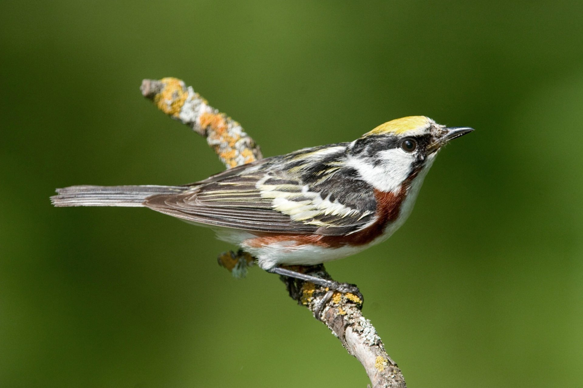 Download Chestnut-sided Warbler Animal Warbler HD Wallpaper