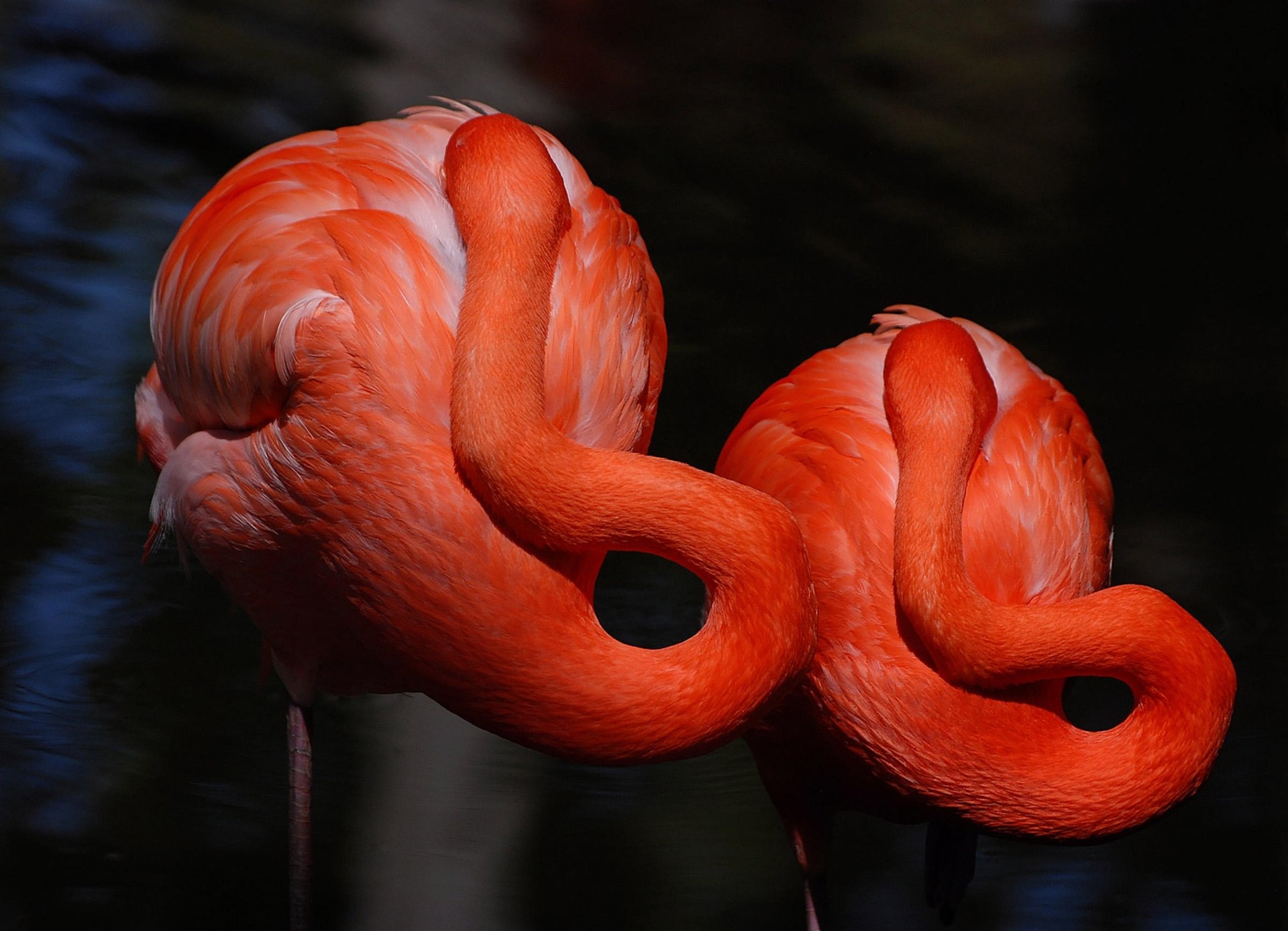 Download Animal Flamingo HD Wallpaper