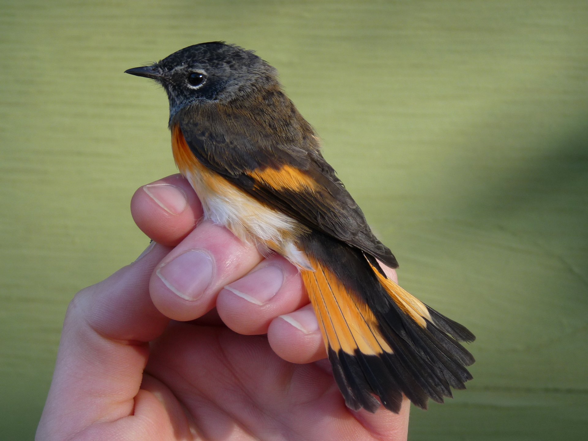 Download Animal Redstart HD Wallpaper