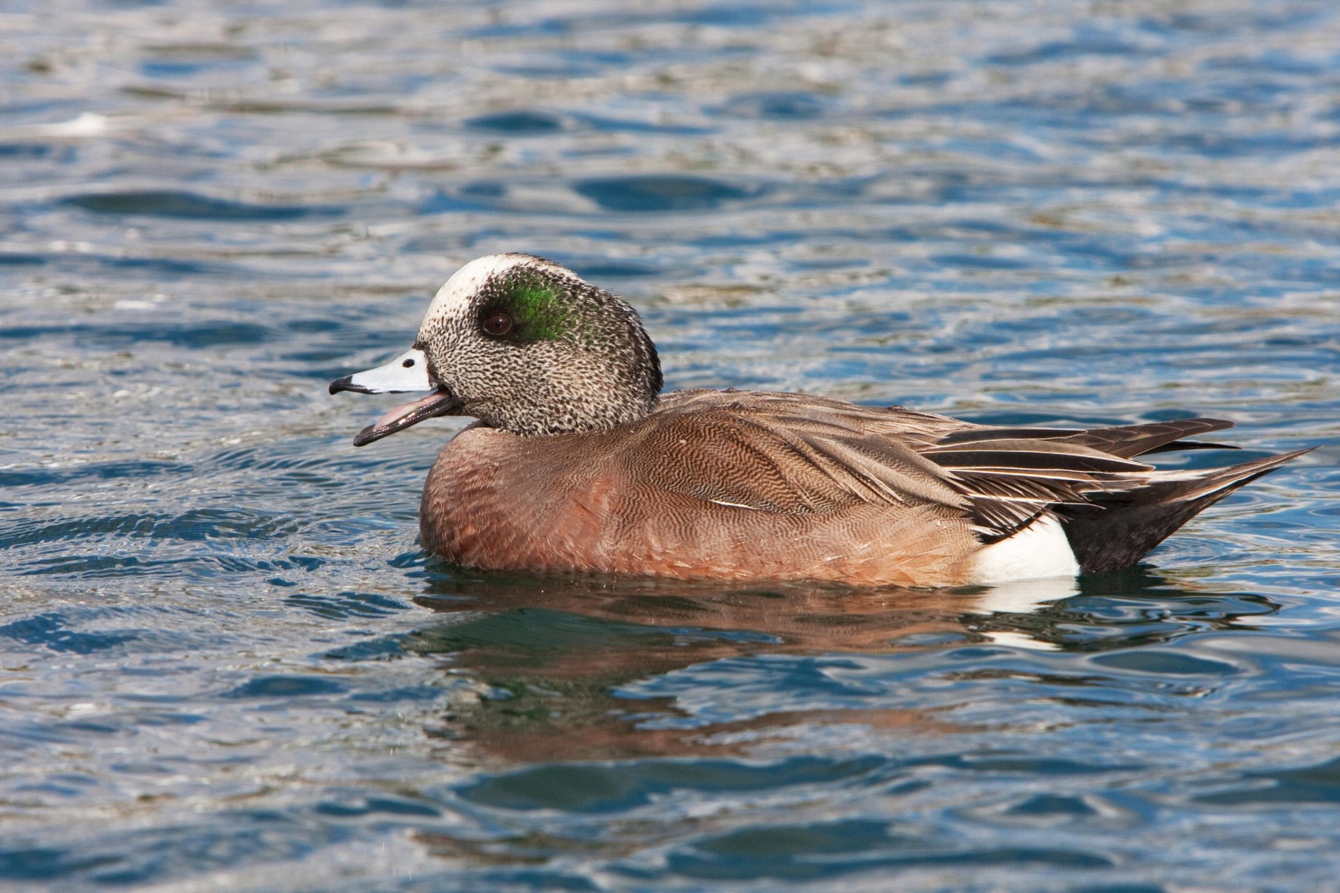Download Animal American Wigeon HD Wallpaper