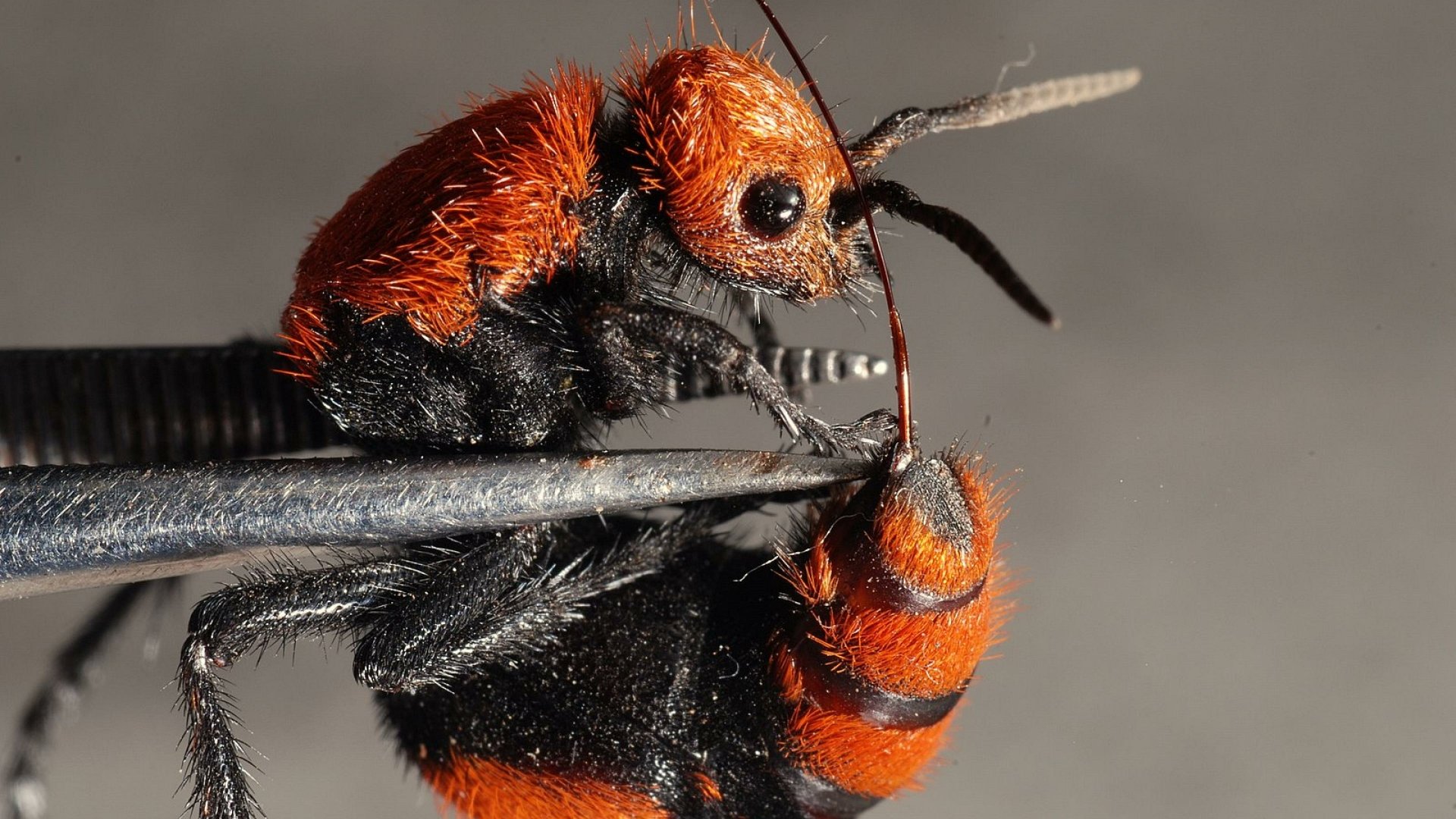 Download Animal Insect 4k Ultra HD Wallpaper