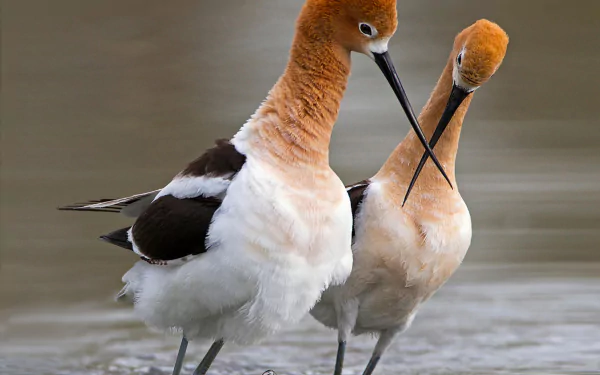 Animal american avocet HD Desktop Wallpaper | Background Image