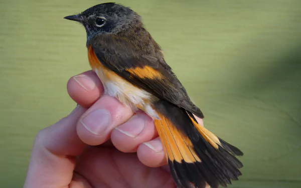  American Redstart
