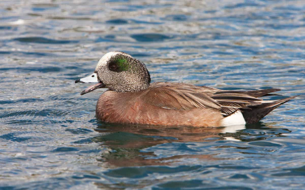 Animal American Wigeon HD Desktop Wallpaper | Background Image
