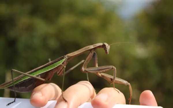 Animal praying mantis HD Desktop Wallpaper | Background Image
