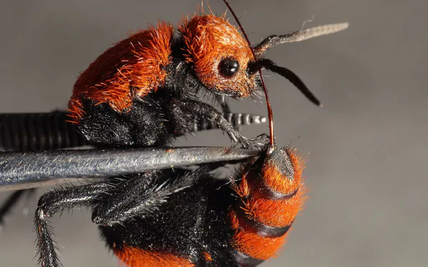 Animal insect HD Desktop Wallpaper | Background Image