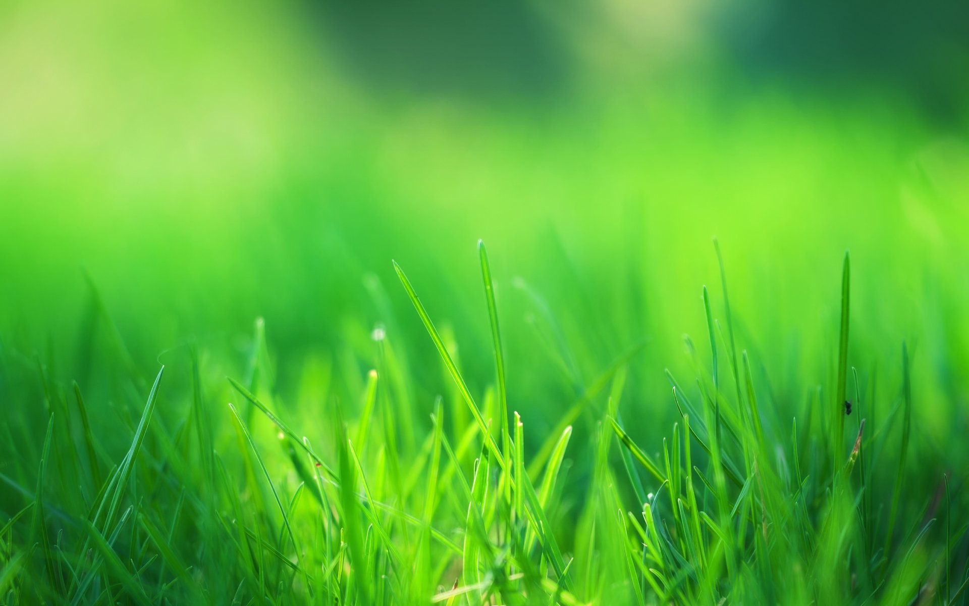 Download Nature Grass HD Wallpaper