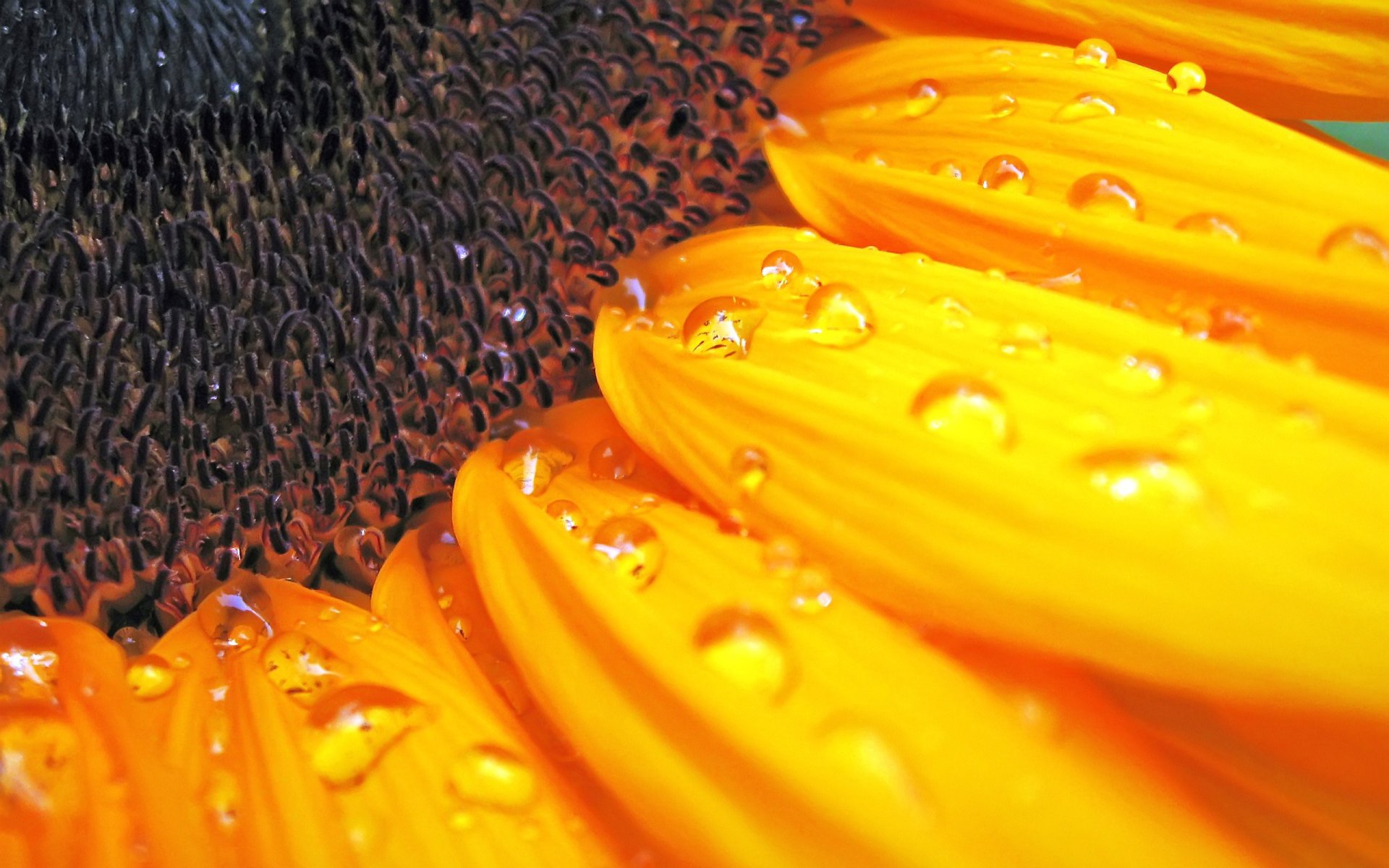 Close-up of a sunflower with water droplets on vibrant yellow petals, captured in high definition for a striking nature-themed PC desktop wallpaper.