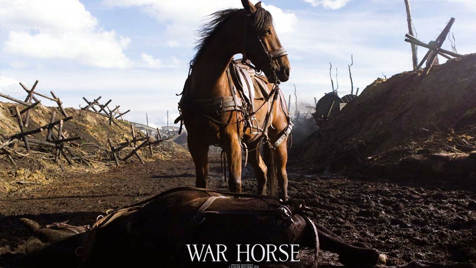 Horse bf film