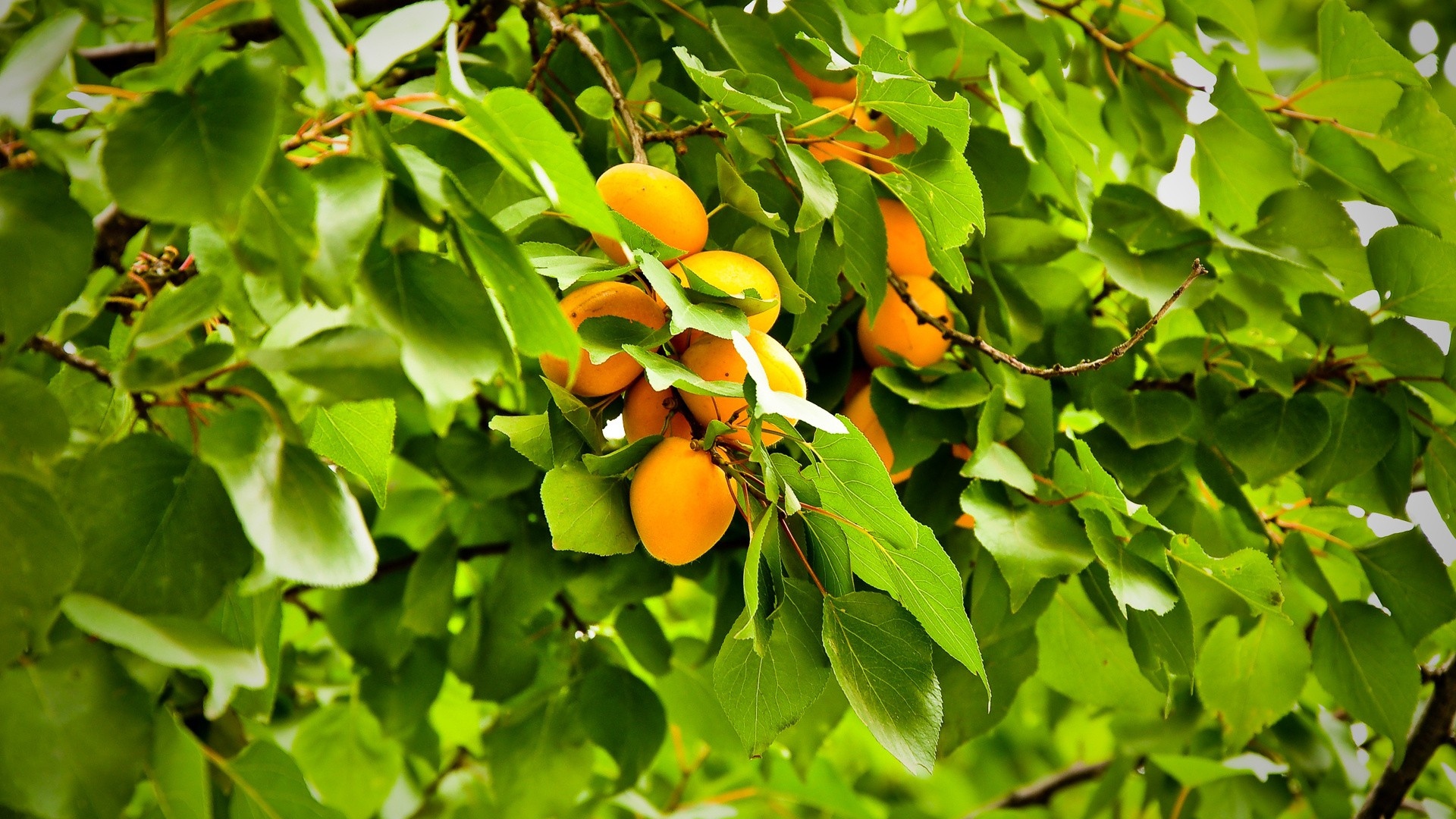 Earth Apricot Tree HD Wallpaper | Background Image