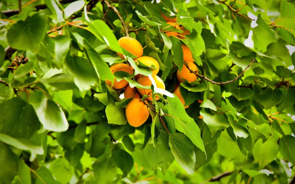 fruit apricot nature apricot tree HD Desktop Wallpaper | Background Image