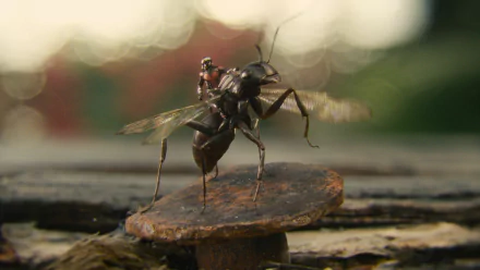 HD PC desktop wallpaper featuring a scene from the movie Ant-Man, showing a tiny figure riding on the back of a flying insect.