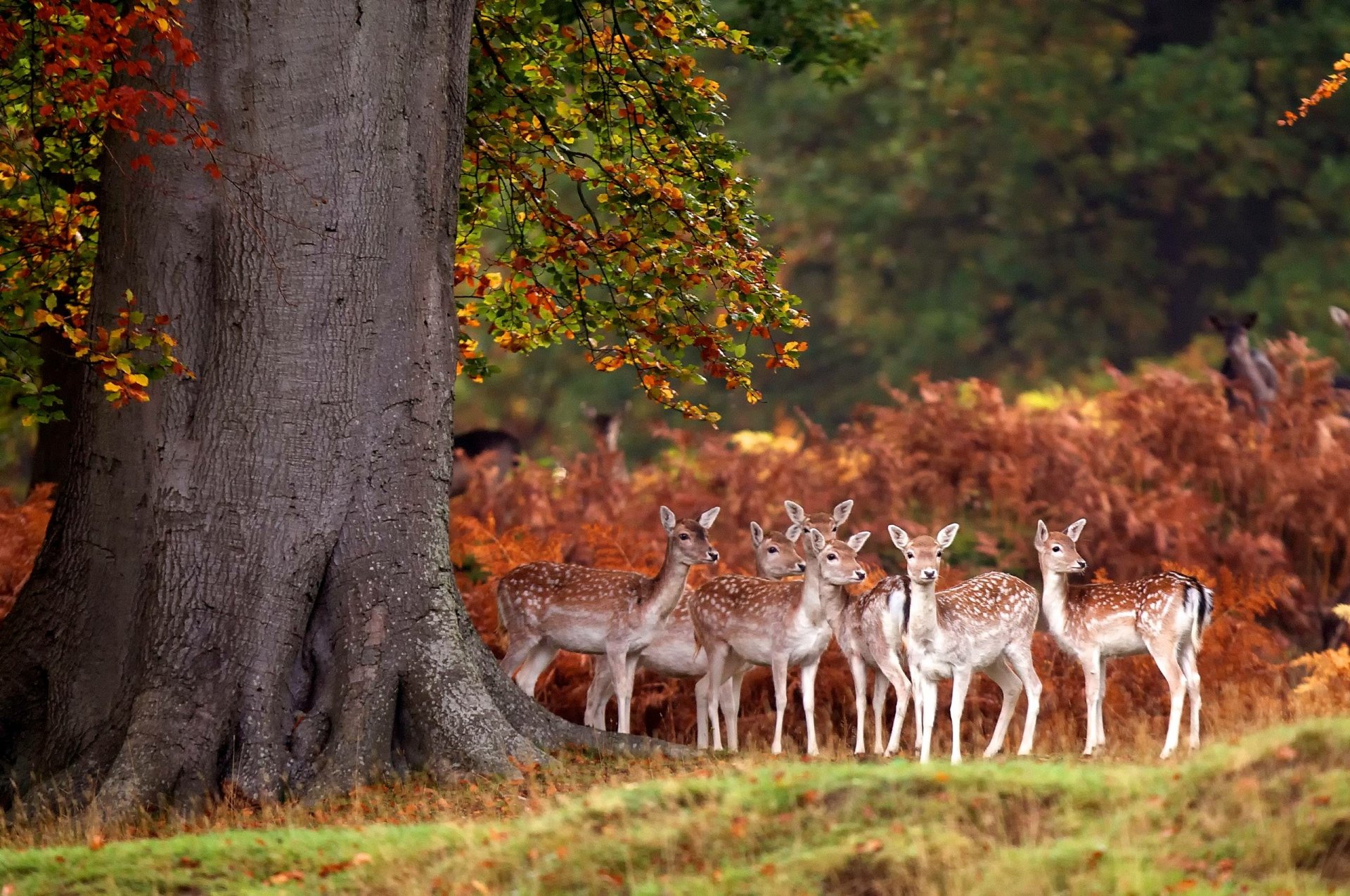 HD PC desktop wallpaper showing a group of deer standing beside a large tree in a colorful autumn forest setting.