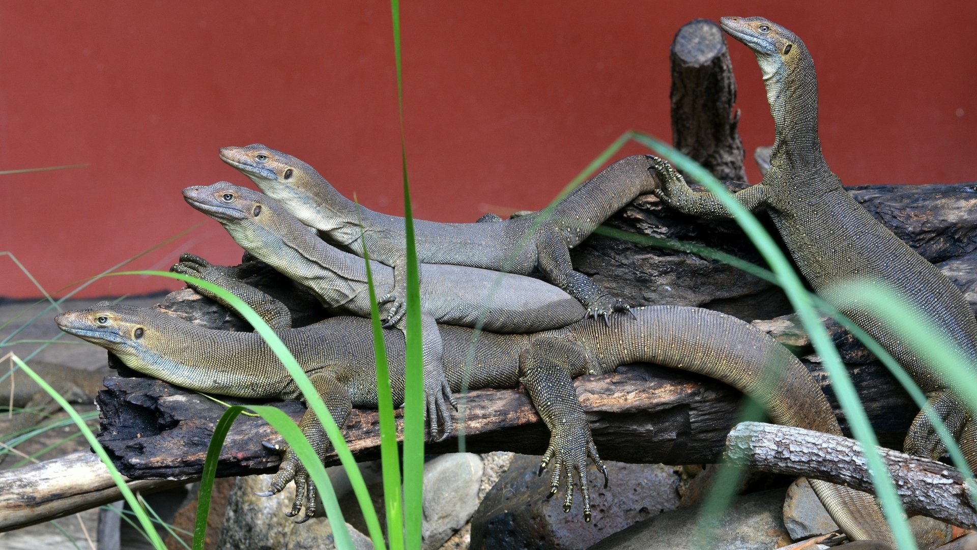 Download Animal Lizard 4k Ultra HD Wallpaper