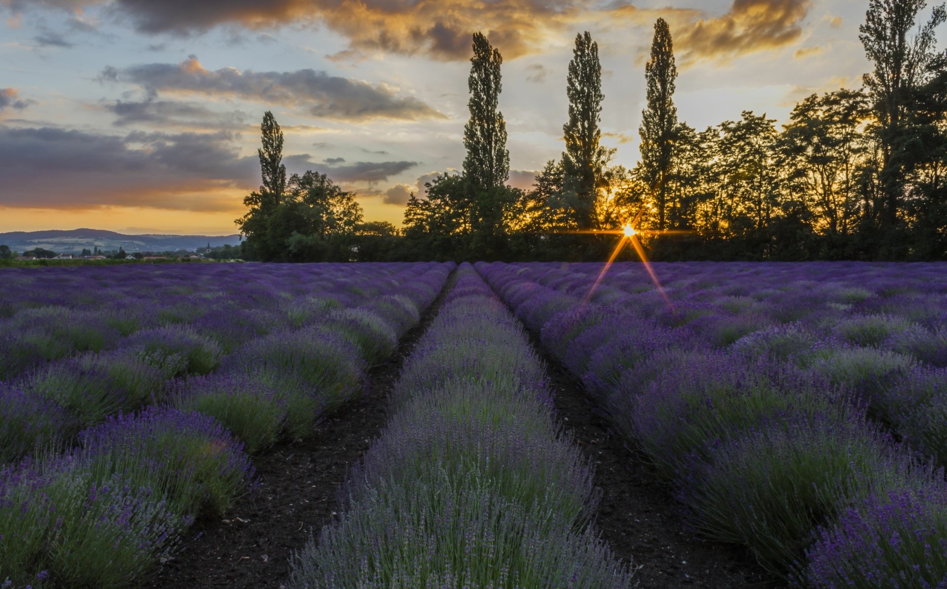 Download Nature Lavender 4k Ultra HD Wallpaper