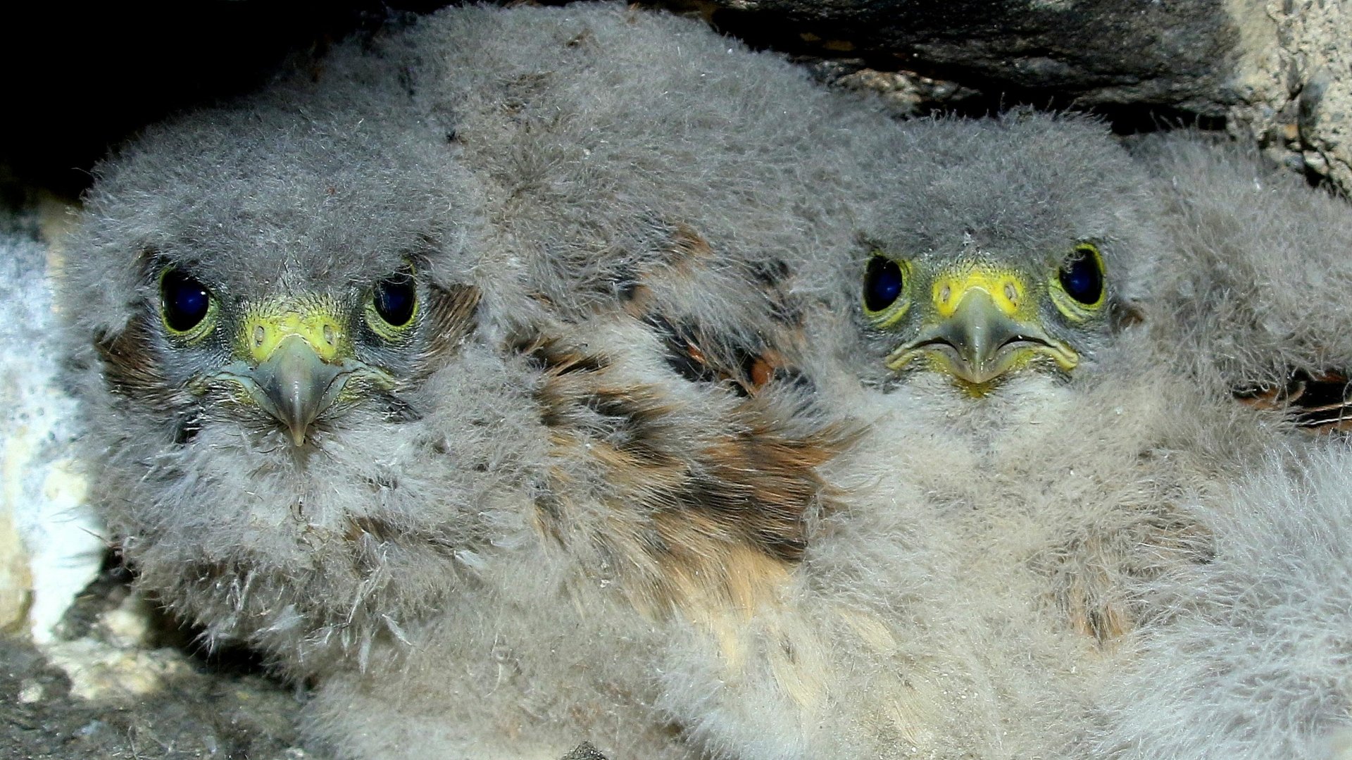 Download Animal Kestrel HD Wallpaper