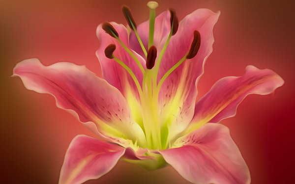Earth Lily Flowers HD Wallpaper | Background Image