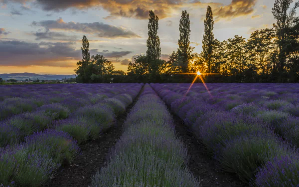 nature lavender HD Desktop Wallpaper | Background Image