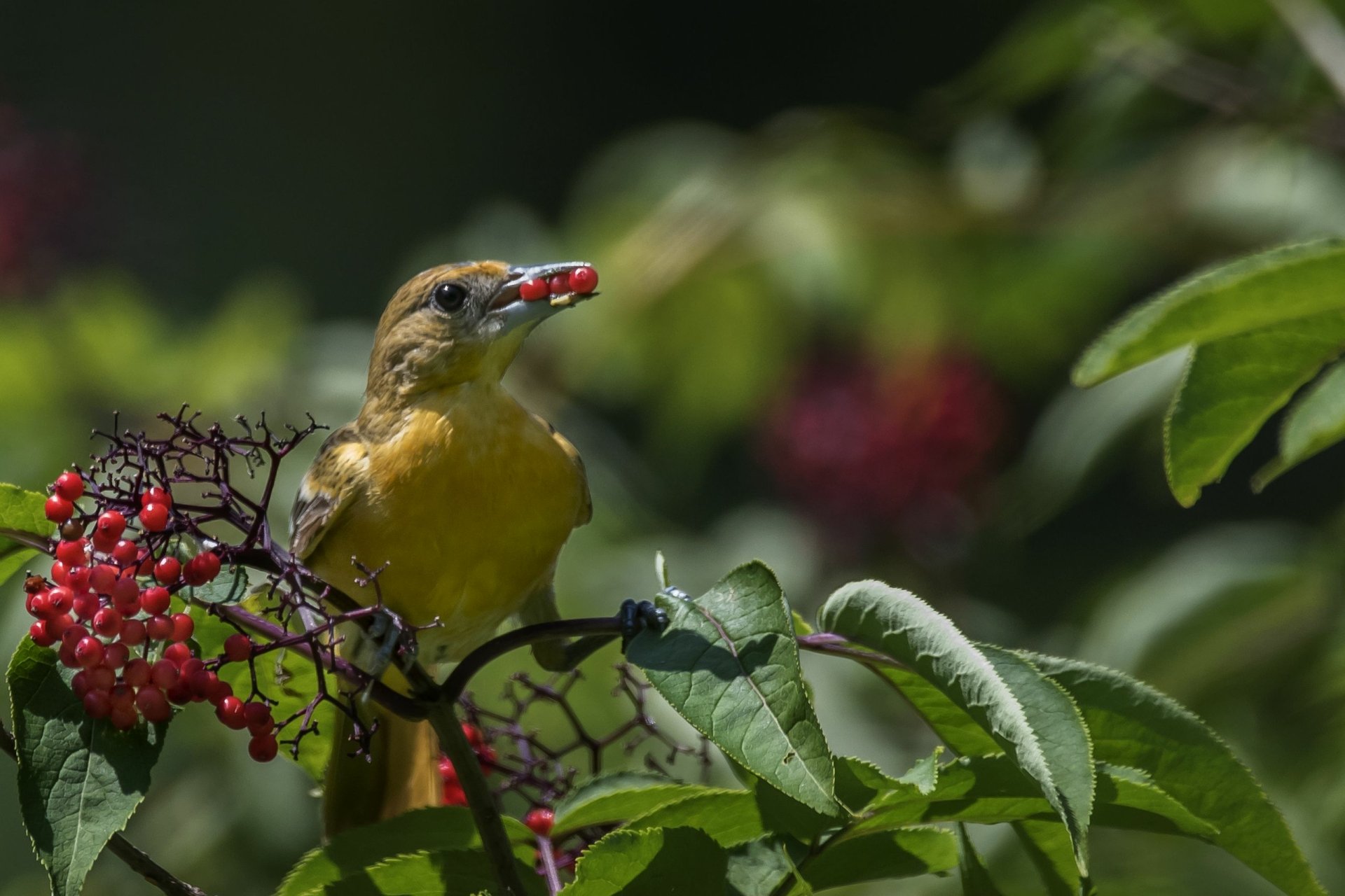 Baltimore Oriole