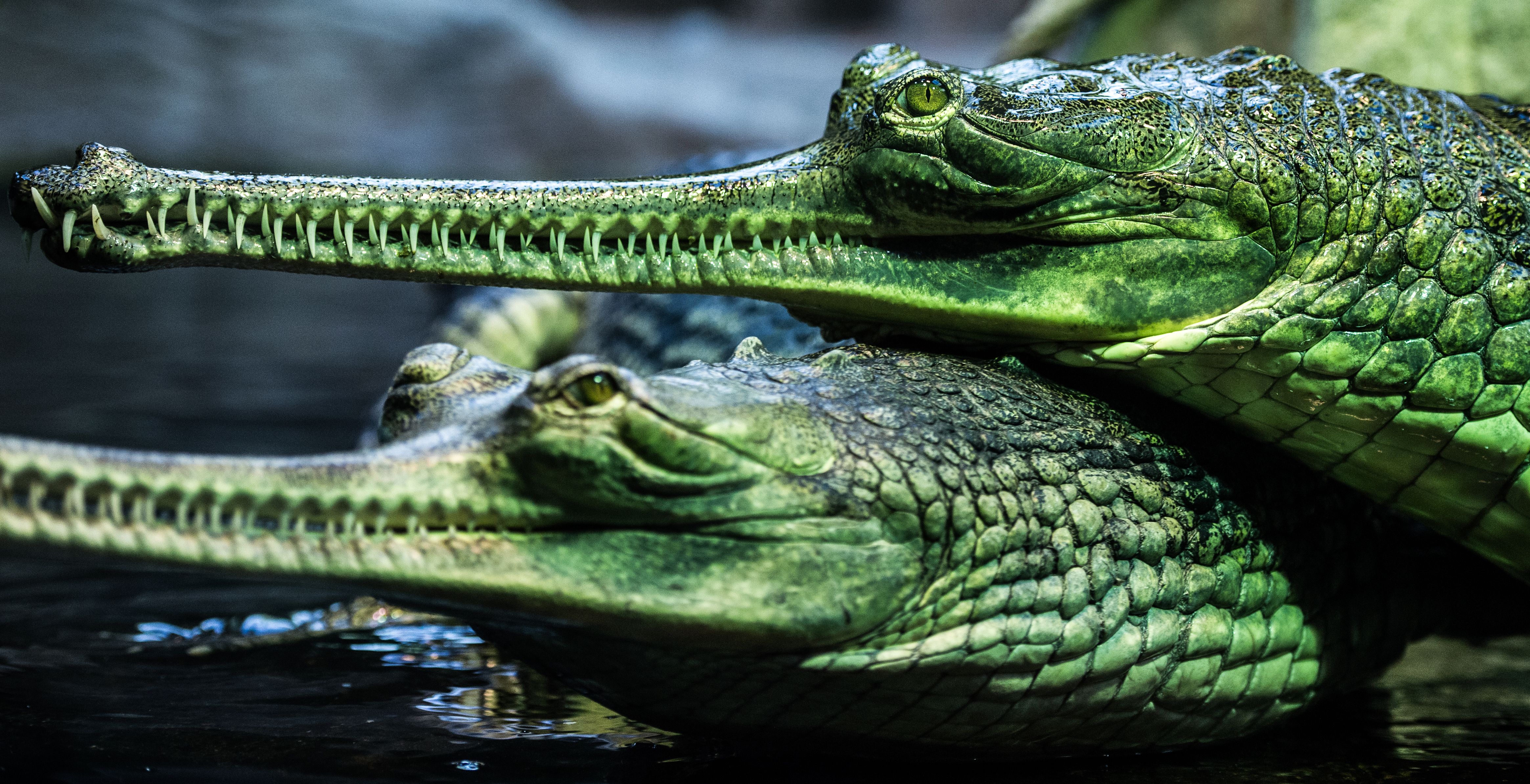Download Animal Gharial 4k Ultra HD Wallpaper